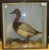 A stuffed and mounted Pochard in naturalistic setting and glass fronted display case, bearing