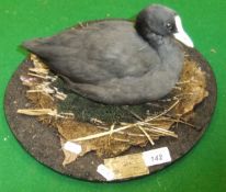 A stuffed and mounted Coot on a mossy base, bearing label inscribed "Peter Farrington Collection ...