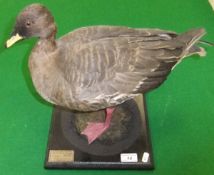 A stuffed and mounted Pink Footed Goose set on a moss covered plinth base, bearing label