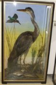 A stuffed and mounted Grey Heron, Kingfisher and Plover in the manner of Hutchings of Aberystwyth in