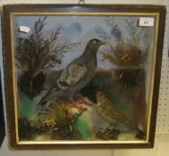 A stuffed and mounted Pigeon and Song Thrush in naturalistic setting and glass fronted display case,