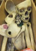 A half skeleton with sprung jaw, removable cranium, together with various bones, in pine box