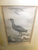 AFTER RUSSELL FLINT, two colour prints, an 18th Century ornithological engraving "Le Tinamous