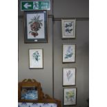 Six coloured botanical prints
