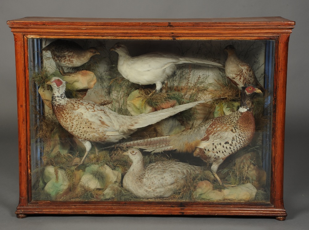 TAXIDERMY: THREE COCK PHEASANTS, A HEN PHEASANT, HEN AND COCK GREY PARTRIDGE, in naturalistic