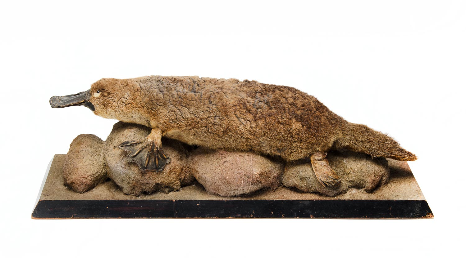 TAXIDERMIED PLATYPUS: Late 19th century to Early 20th century mounted on kauri pine & papier mache