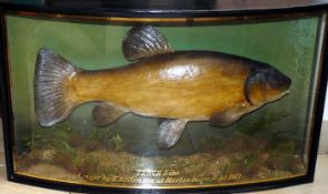 CASED FISH: Preserved Cooper Tench in glazed bow front gilt lined case 25? x15? x7? green back