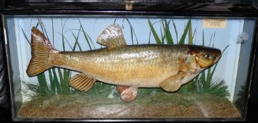 CASED CHUB: A Preserved Chub in flat front glazed case 26? x12? x5 blue backboard reeds and gravel