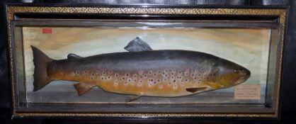 CASED FISH: Preserved Trout by P D Malloch or Perth in glazed picture front show case wood