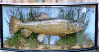 CASED FISH: Preserved brown trout by Cooper of Radnor St. London in bow front gilt lined case 31?