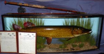 CASED FISH: Superb preserved Pike by Cooper of Radnor Street London in bow front glazed gilt lined