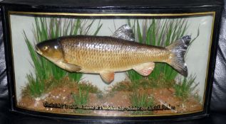 CASED FISH: Preserved Chub by Homer of Forrest Gate London in glazed bow front gilt lined case