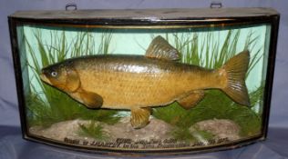 CASED FISH: Preserved Chub By Cooper London in glazed bow front gilt lined case 26? x13.5? x8?