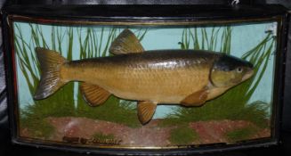 CASED FISH: Preserved Cooper Chub in glazed bow front gilt lined case 25? x12? x7? green back board