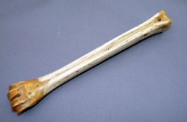 ACCESSORY: Early polished bone priest and disgorger 9.5? long hole for lanyard to handle slotted