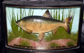 CASED FISH: Preserved Roach by Cooper in glazed bow front gilt lined case measuring 21? x13? x5?