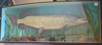 Cased Fish: Pike in Plastic bow fronted case, partially reeded and rocks over gravel base, blue