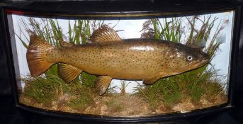 CASED FISH: Cooper of Radnor St. London preserved brown trout in bow front gilt lined case 31" x 14"