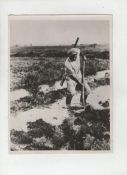 Judaica ? Palestine and Israel 10x8 bw press still showing a Jewish agricultural worker tilling the