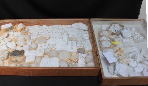 A collection of small fossils in two display cases.