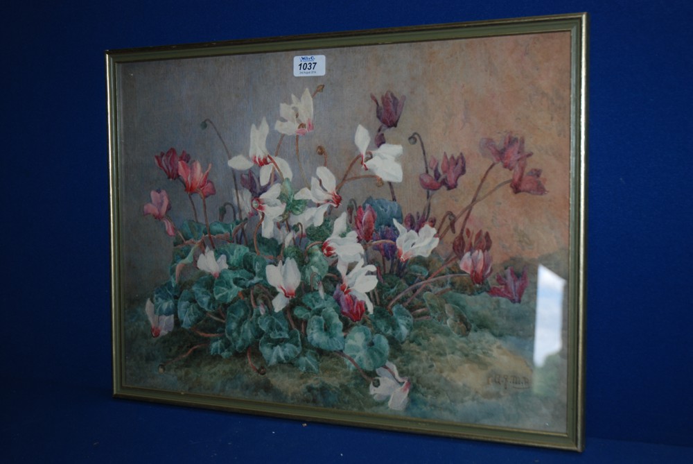 An original Watercolour, signed A.G.M.B. of a cyclamen plant around 1910, the monogram being