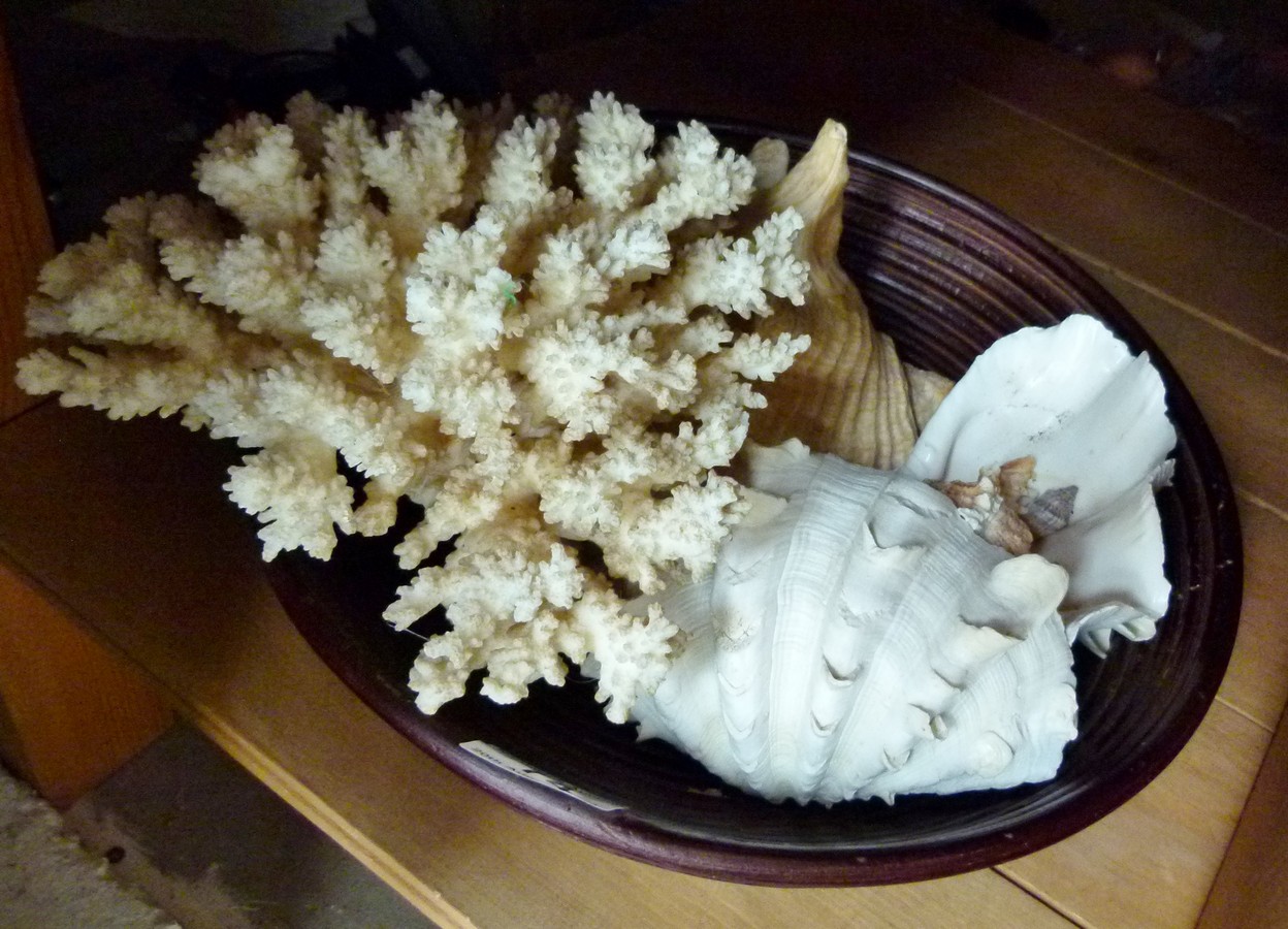 Bowl of coral and shells