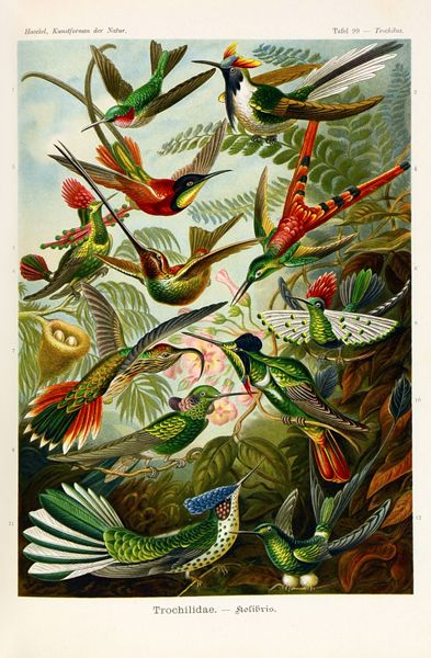 Biologie - Zoologie - - Haeckel, Ernst. Kunstformen der Natur. Mit 100 teilweise farbigen Tafeln.