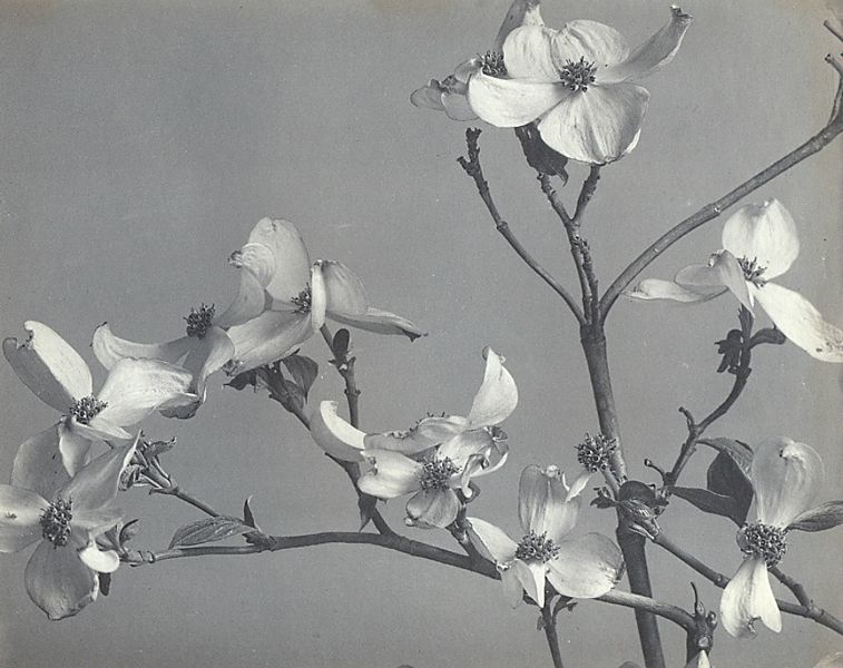 Varia - - Lincoln, Edwin Hale. Wild Flowers of New England. 10 Pflanzenstudien in Original-
