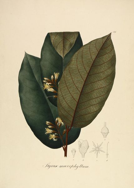 Biologie - Botanik - - Pohl, Johann Emanuel. Plantarum Brasiliae icones et descriptiones hactenus