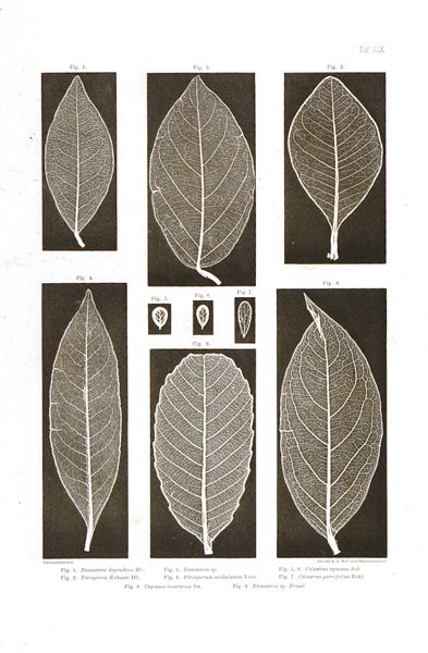 Biologie - Botanik - - Ettingshausen, Constantin von. Blatt-Skelete(!) der Dikotyledonen mit