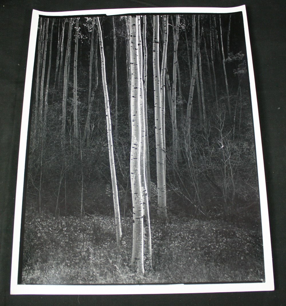 ANSEL ADAMS (1902-1984) - Aspens, Northern New Mexico, 1958  Stunning  15" (38cm) x 18.75" (48cm)