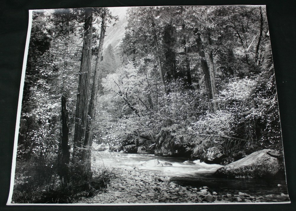 ANSEL ADAMS (1902-1984) - Tenaya Creek, Dogwood, Rain, 1948.     Stunning  15.75" (40cm) x 19.5" (