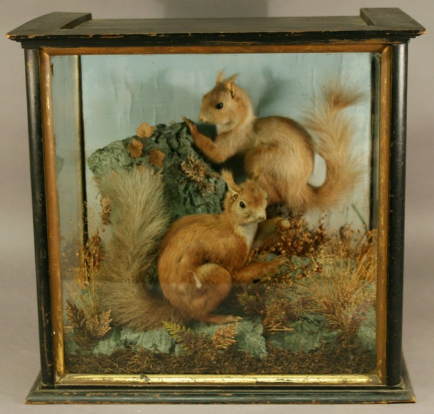 A VICTORIAN TAXIDERMY DISPLAY containing two red squirrels (Sciurus vulgaris) in a naturalistic