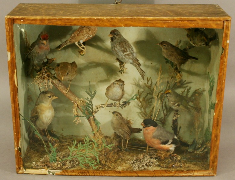 A VICTORIAN ORNITHOLOGICAL TAXIDERMY DISPLAY several specimens arranged on natural branches, in a