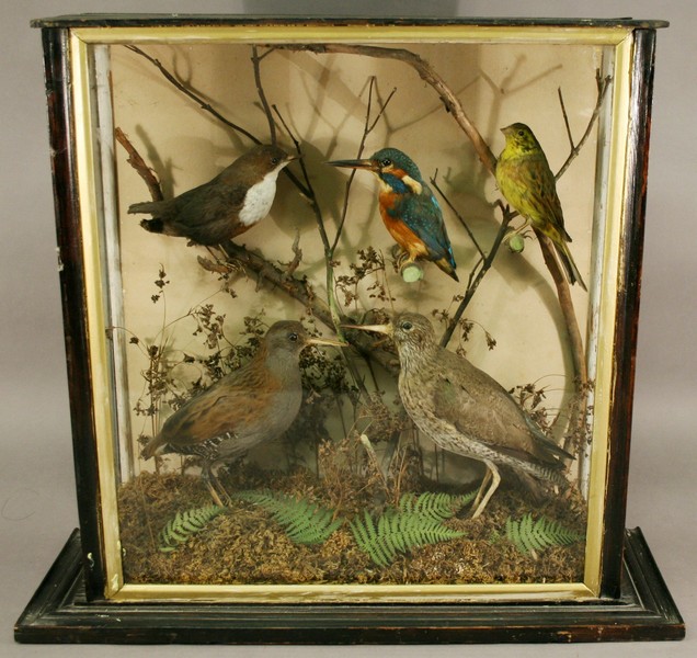 A VICTORIAN ORNITHOLOGICAL TAXIDERMY DISPLAY, various specimens including a kingfisher arranged in