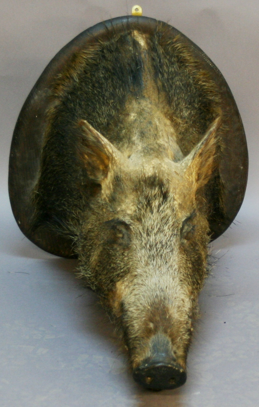 A LARGE 19TH CENTURY MOUNTED TAXIDERMY BOARS HEAD Sus Scrofa, mounted to in inverted heart-shaped