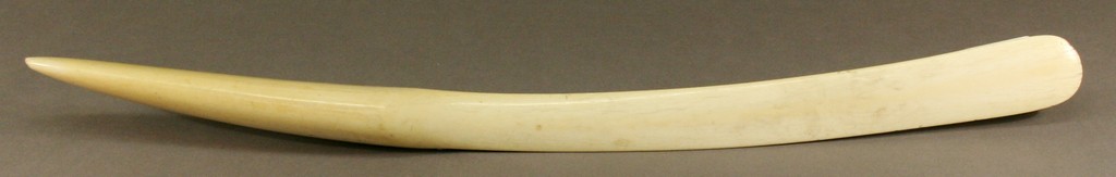 A 19TH CENTURY IVORY PAGE TURNER of tusk-form worked to form a slender tapering blade. 50cm(L) Some