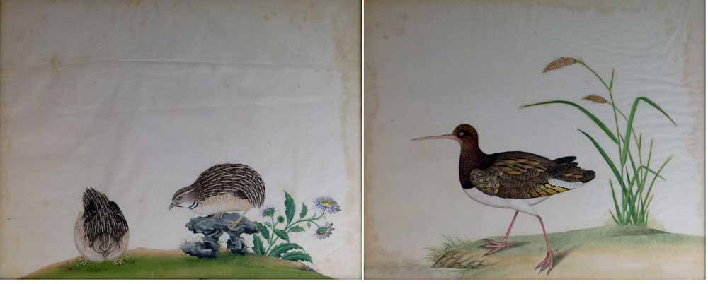 Pair of Chinese watercolour on paper studies of quail and a wading bird, 19th century, 31 x 29cm,