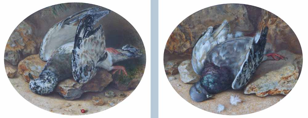 Julia Bouvier, 19th/20th century,  Still life study of a dead rock dove in a naturalistic setting