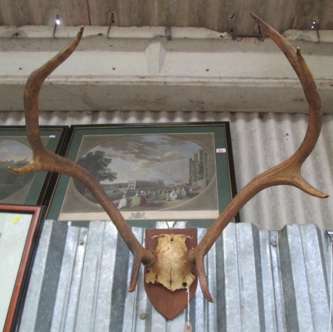 An seven point deer antler skull mounted to a plaque