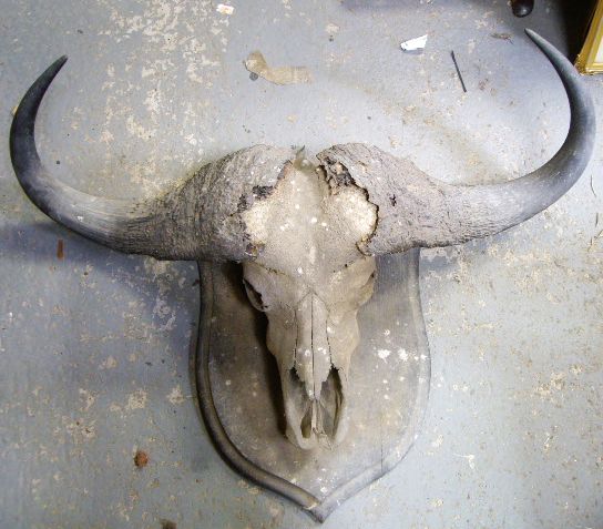A late 19th century Rowland Ward study of a Water Buffalo skull with horns mounted on an oak
