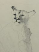 SHIRLEY WATTS animal study, pencil, signed (Shirley Watts is the wife of Charlie Watts of The