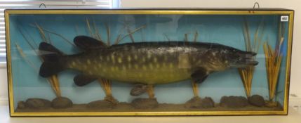 A shop display model of a `Pike Fish` in glazed cabinet 123cm x 46cm