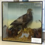 Taxidermy `Golden Eagle` by John Burton, Glos, in naturalistic setting and glazed cabinet 88cm x