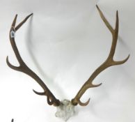 A pair of antlers 77cm long