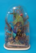Taxidermy group of exotic birds under glass dome, 61cm high