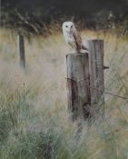 STEVEN TOWNSEND Print `Barn Owl`, No 249/500, 45cm x 35cm