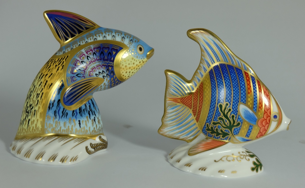 Royal Crown Derby paperweights Pacific Angel Fish and Guppy Fish, both limited editions boxed with