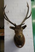 Large Mounted Stags Head