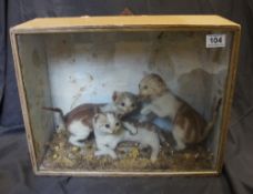 Taxidermist wood display case with three playful kittens, 46cm x 36cm